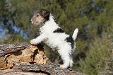 FOX TERRIER 419